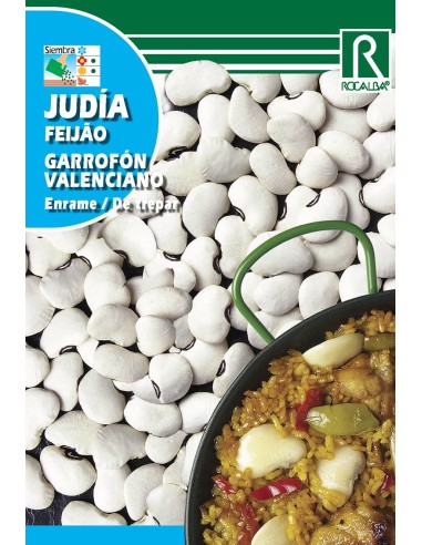 Semilla judía garrafón valenciano