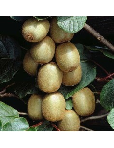 Kiwi mascle (test 15 cm Ø)
