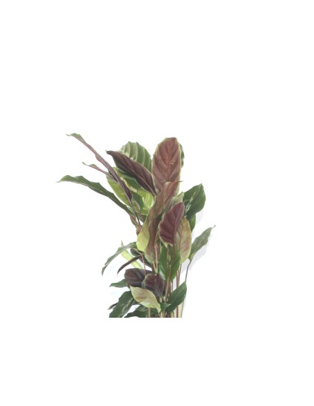 Calathea Warscewiczii