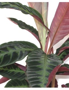 Calathea Warscewiczii 2