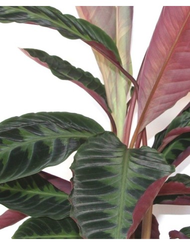 Calathea Warscewiczii