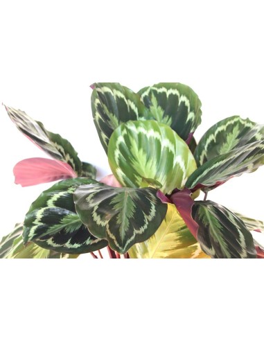 Calatea Medaillon (test 19 cm Ø)