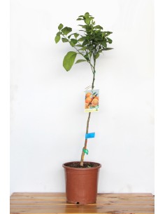 Limonero (maceta de 17 cm Ø) 2