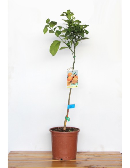 Limonero (maceta de 17 cm Ø)