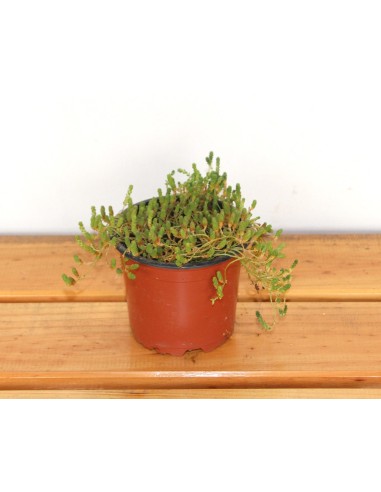 Sedum Acre