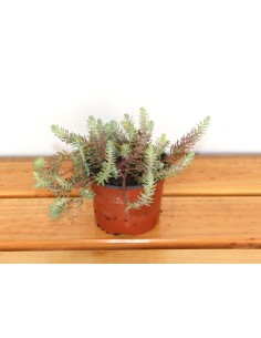 Sedum reflexum