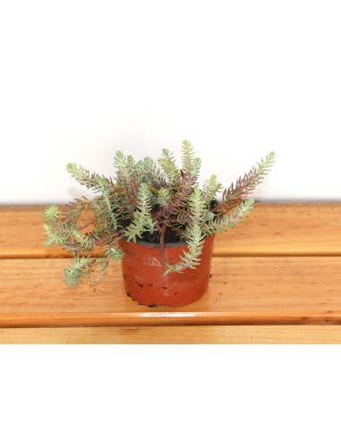 Sedum reflexum