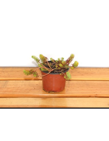 Sedum sediforme