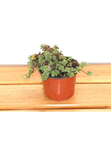 Sedum spurium yellow