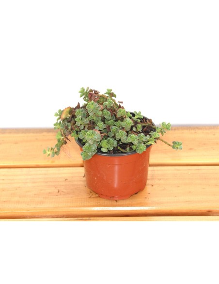 Sedum spurium yellow