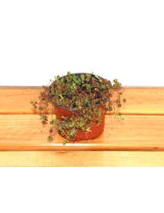 Sedum album