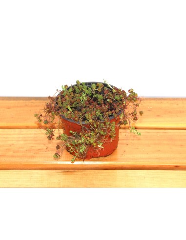 Sedum album