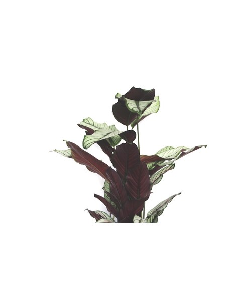 Estrela branca Calathea (vaso 19 cm Ø)