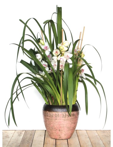 Orquídea Cymbidium Especial San Valentín