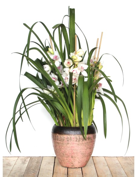 Orquídea Cymbidium Especial San Valentín