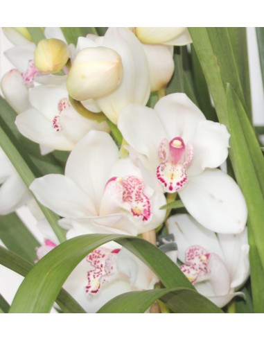 Orquídea Cymbidium Especial San Valentín