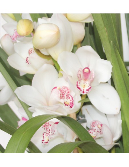 Orquídea Cymbidium Especial San Valentín