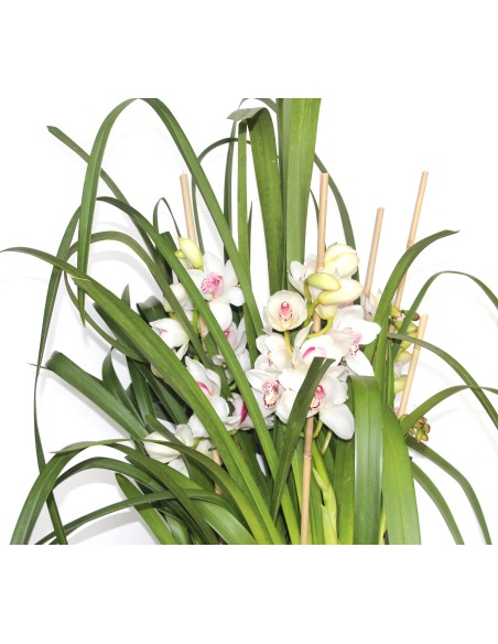Orquídea Cymbidium Especial San Valentín