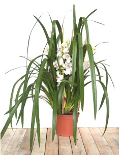 Orquídea Cymbidium Especial San Valentín 2