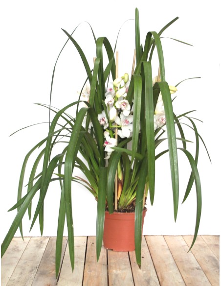 Orquídea Cymbidium Especial San Valentín