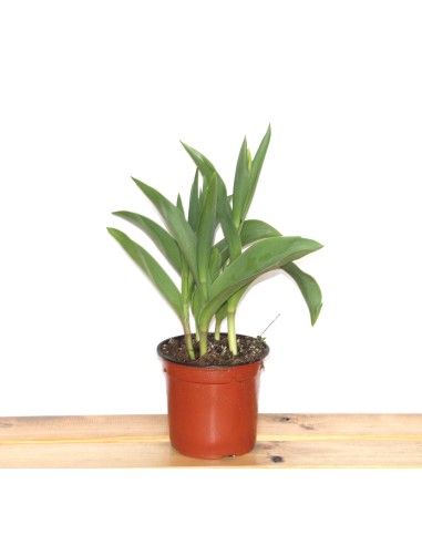 Tulipán