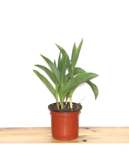 Tulipán