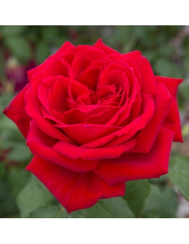 Rosal meilland  (maceta 14 cm ø), colores a escojer