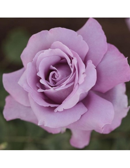 Rosal meilland  (maceta 14 cm ø), colores a escojer