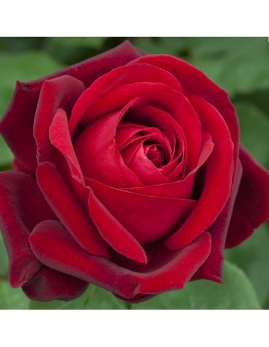 Rosal meilland  (maceta 14 cm ø), colores a escojer