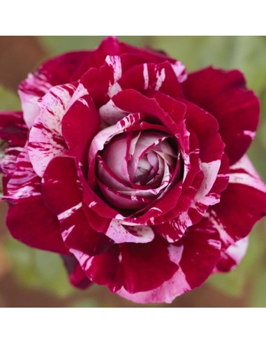 Rosal meilland  (maceta 14 cm ø), colores a escojer