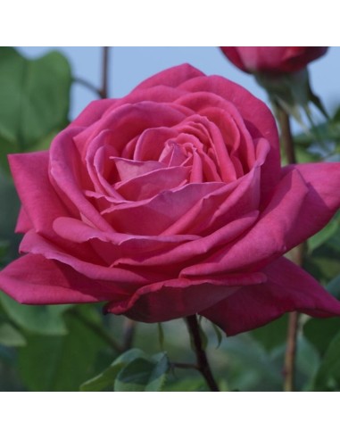 Rosal meilland  (maceta 14 cm ø), colores a escojer