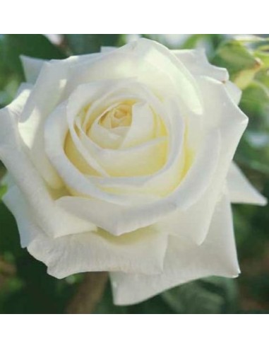 Rosal meilland  (maceta 14 cm ø), colores a escojer