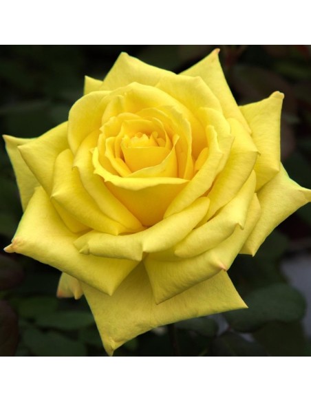 Rosal meilland  (maceta 14 cm ø), colores a escojer