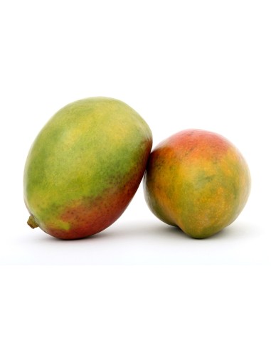 Mango ( 80-100cm)
