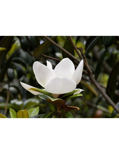 Magnolia grandiflora