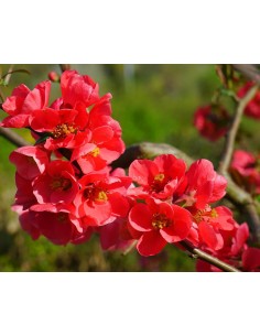 Chaenomeles "vermillon" maceta de 19 cm Ø
