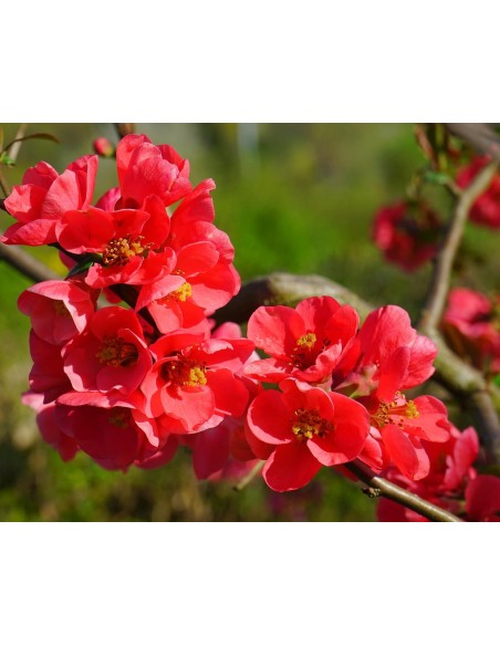 Chaenomeles "vermillon" maceta de 19 cm Ø