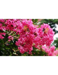 Lagerstroemia indica (test 19 cmØ)