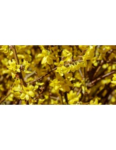 Forsythia