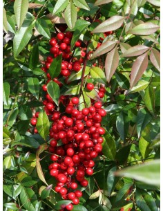 Nandina domestica (maceta de 19 cmØ)