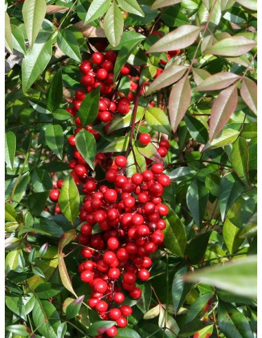 Nandina domestica (test de 19 cmØ)