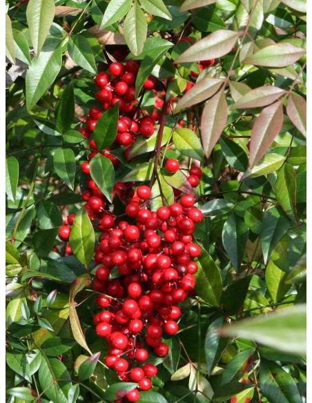 Nandina domestica (test de 19 cmØ)