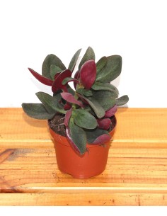 Crassula multicava vermelha