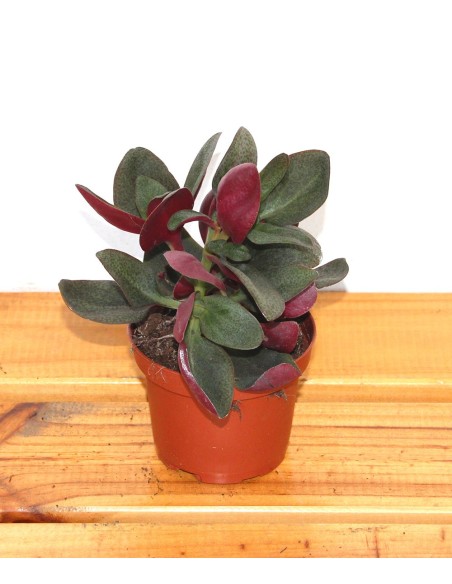 Crassula multicava red