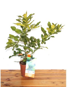 LLima Combava