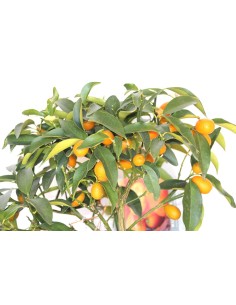 Kumquat (maceta 16 cm ø) 2