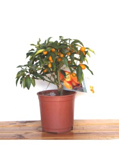 Cumquat (test 16 cm ø)