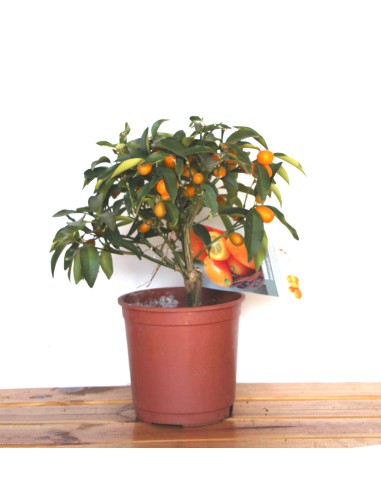 Cumquat (test 16 cm ø)