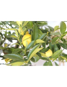 Citrus australasica  (maceta 17 cm ø) 2