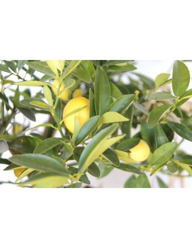 Citrus australasica  (test 17 cm ø)